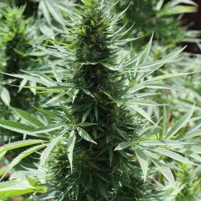 Morocco Beldia Kif (F) - Image 3