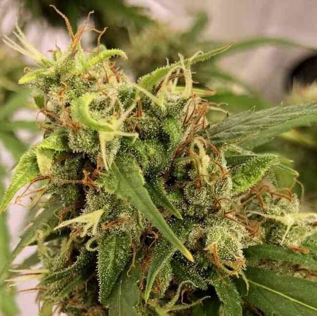 Purple Haze x Malawi (R) - Image 3