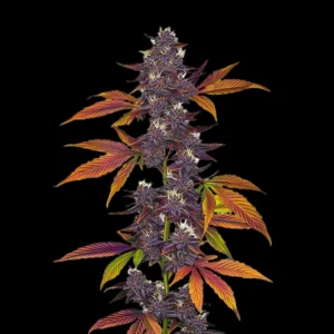 CBD Purple 1:20 Auto