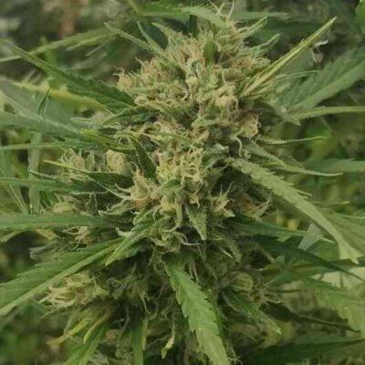 Zamaldelica Auto - Image 2