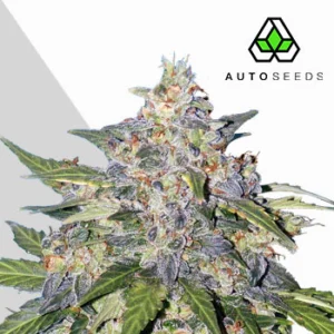 blueberry-cannabis-seeds-by-auto-seeds (1) Blueberry Auto