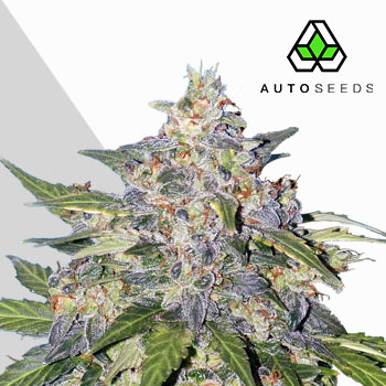 Blueberry Auto