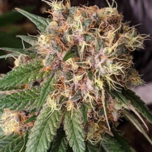 Bubba Kush x PCK (R)