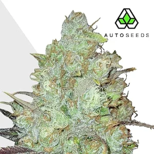 granddaddy-purple-autoflower-cannabis-seeds-by-autoseeds Granddaddy Purple Auto