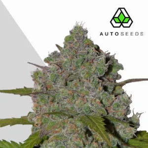 green-crack-cannabis-seeds-by-auto-seeds Green Crack Auto