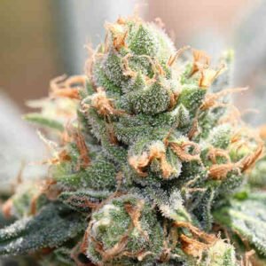 Hashtonic (F)