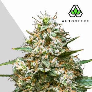 maui-wowie-cannabis-seeds-by-auto-seeds (1) Maui Wowie Auto