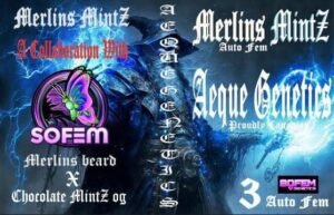 Aeque Genetics – Merlin’s Mints (sofem collab) Strain – Auto Fem – 3 Pack