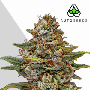 og-kush-cannabis-seeds-by-auto-seeds (1) OG Kush Auto