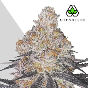 permanent_marker_autoflower-cannabis-seeds-by-auto-seeds1 (1) Permanent Marker Auto