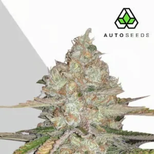 pineapple-express-auto-cannabis-seeds-by-auto-seeds Pineapple Express Auto