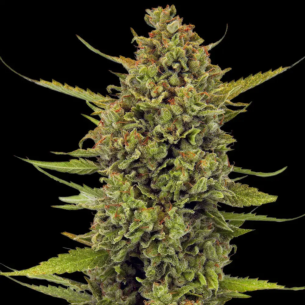 Acapulco Gold (F) – Cannabis Cup Winner!