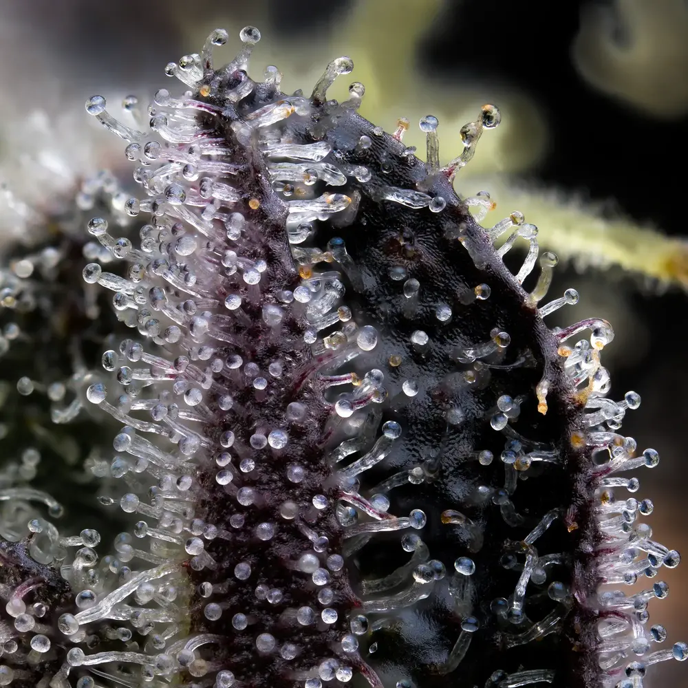 Blue Dream (F) - Image 2