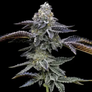 Blue Dream (F)