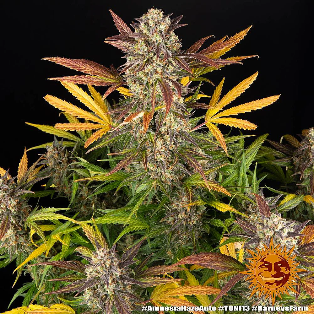 Amnesia Haze Auto - Image 4