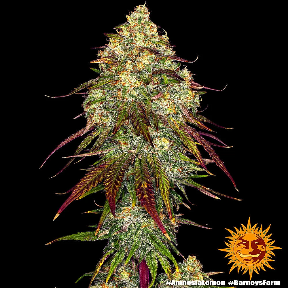 Amnesia Lemon (F) - Image 2