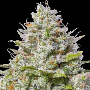 Blue Gelato 41 (F)
