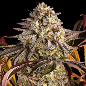 Blue Sunset Sherbert (F)