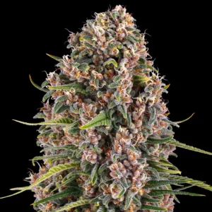 Blue Cheese (Formerly Blueberry Cheese) (F)