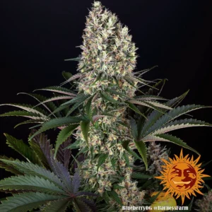 Blueberry OG (F)