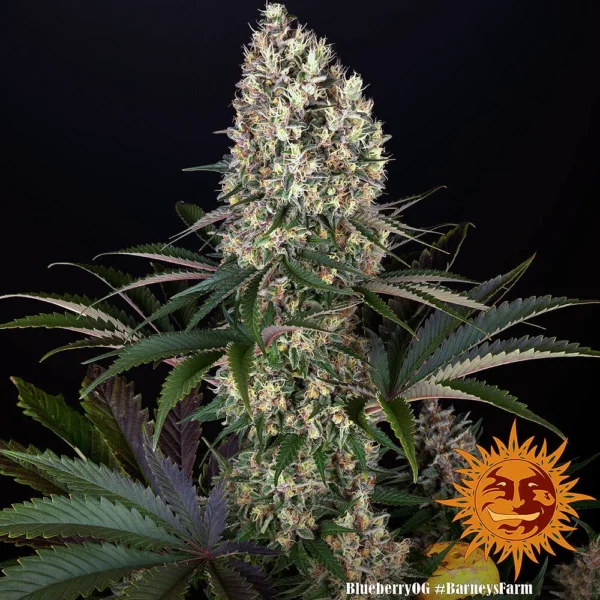 Blueberry OG (F)