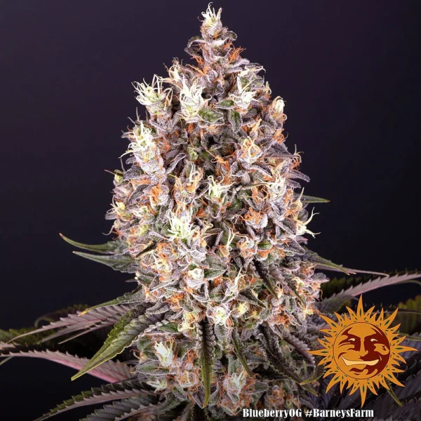 Blueberry OG (F) - Image 2