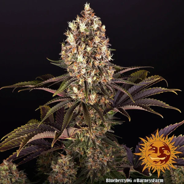 Blueberry OG (F) - Image 3