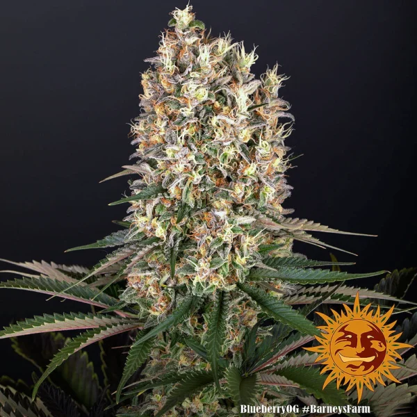Blueberry OG (F) - Image 4