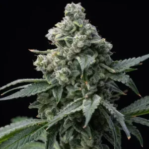 Bruce Banner (F)