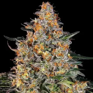 Bubba Kush (F)