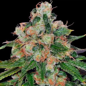 CBD Caramel (R)
