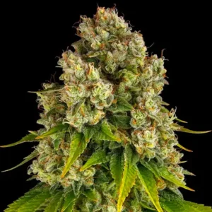Cheese Auto