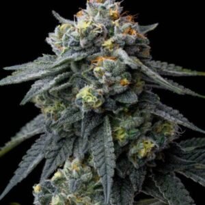 jealousy-cannabis-seeds-by-barneys-farm-2-400×400 Jealousy (F)