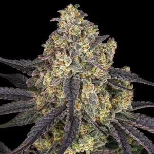 kush-mintz-cannabis-seeds-by-barneys-farm1 Kush Mintz (F)