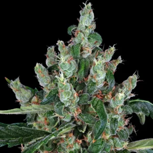 laughing-buddha-cannabis-seeds-by-barneys-farm1 Laughing Buddha (F)