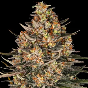 lemon-drizzle-cannabis-seeds-by-barneys-farm1 Lemon Drizzle (F)