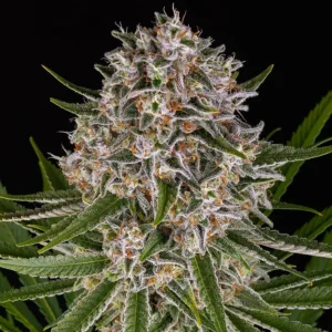 lemon-haze-auto-cannabis-seeds-by-barneys-farm1 Lemon Haze Auto