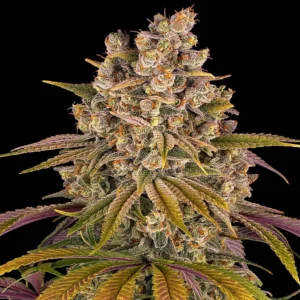 lemon-tree-cannabis-seeds-by-bsrneys-farm1 Lemon Tree (F)