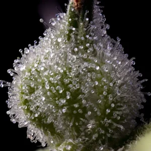 mendo-breath-cannabis-seeds-by-barneys-farm-2 Bakers Delight (F)