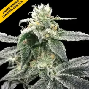 blue-dream-cannabis-seeds-by-dna-genetics Blue Dream F